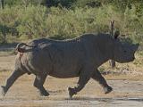 Africa 279 : Africa, Animal, Black Rhino, Botswana, Mammal, Mombo, Okavango